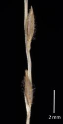 Image: K.A. Ford © Landcare Research 2015 